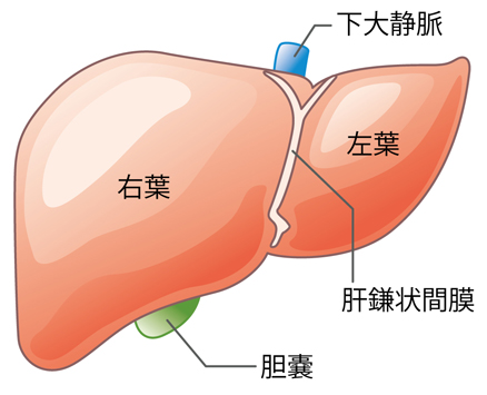 病気 肝臓