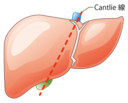 肝臓　図1