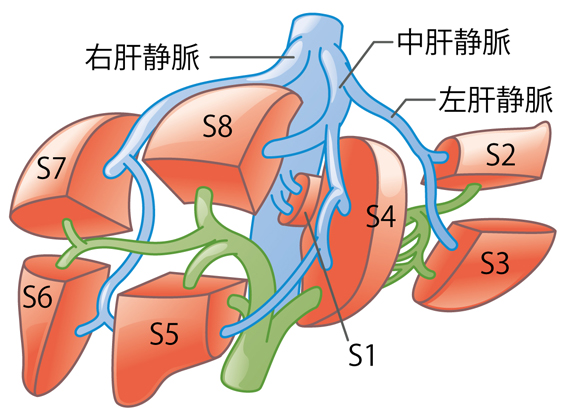 肝臓　図4a