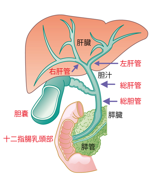 胆道の病気 日本消化器外科学会